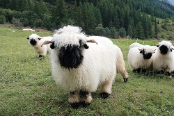 Blacknose Valais, cele mai frumoase oi din lume