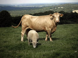 29.09.2014 Actualizare: Situatia evolutiei focarelor de ‘Boala limbii albastre’ (Bluetongue) in Romania