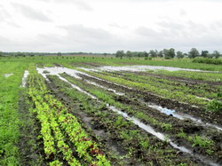Ajutoare pentru culturile si plantatiile afectate de fenomenele meteo din ianuarie-august 2014