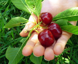 Cererile pentru rambursarea partiala a primelor de asigurare a plantatiilor se pot depune pana in 31 octombrie