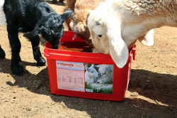 Alimentatia oilor suplimente nutritive