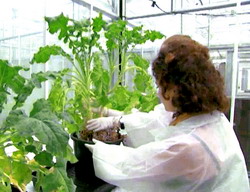 Alimentele noi: inovatie sau pericol pentru sanatate?