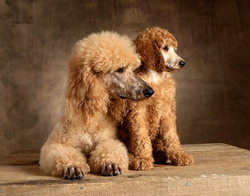 Caniche-ul un prieten devotat