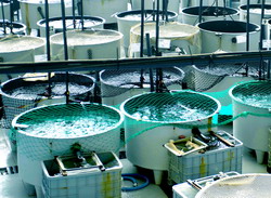 Ferme piscicole: Cercetarea UE ii ajuta pe piscicultori sa devina mai competitivi