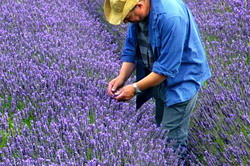 Loturi demonstrative de lavanda la Podu Iloaiei si Miroslava