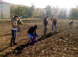 Cultura de Lavanda Iasi