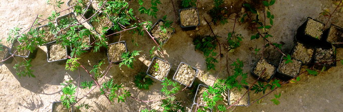 Cultura murului ghivece butasi