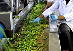 ForCons – Cursuri de calificare in industria procesarii fructelor si legumelor si industrii conexe