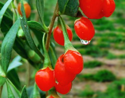 Cultura de goji – Pasii necesari pentru realizarea unei plantatii certificate Bio