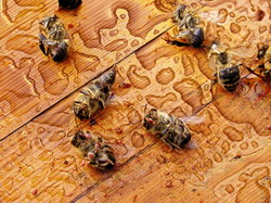 S-a aprobat ajutorul pentru apicultorii afectati de fenomenele meteo din mai–iulie 2014