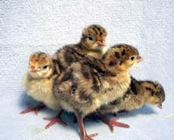 Virusul Rinotraheitei Infectioase a Curcii