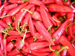 Cultura ardeiului boia in judetul Arad