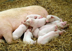 Ce trebuie sa stim despre tulburarile legate de minerale la porcine