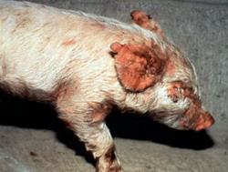 boli si tulburari alimentatie - minerale porcine 2