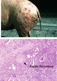 boli si tulburari alimentatie - minerale porcine 3