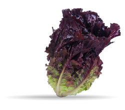 burgundyromaine