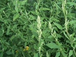 chenopodium