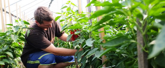 cora Fundatia FARA legume BIO2