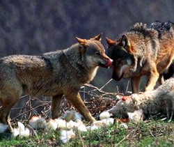 S-a finalizat despagubirea pagubelor produse de speciile protejate culturilor agricole si animalelor domestice