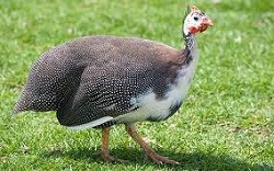 Cinci motive de a creste bibilici