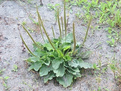 plantago