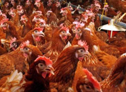 Platile pentru bunastarea pasarilor – Masura 215