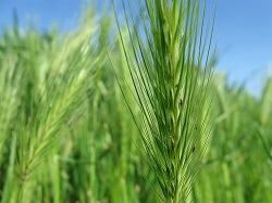 poaceae