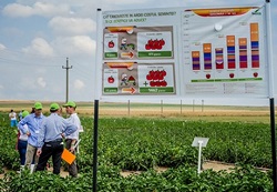 Noi soiuri de ardei promovate de Seminis in Romania