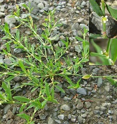 troscot polygonum aviculare