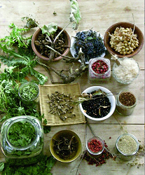 Buruieni comestibile cu care putem supravietui