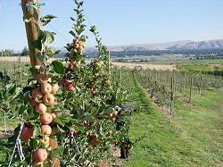 20110620 157488 tieton apples 500