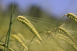 26179cea444defba12e94cd026180a12