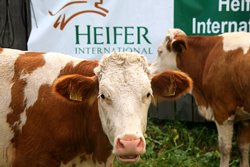 70 de vacute pentru familiile din Mures vor ajunge cu avionul, la Timisoara !