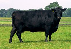 Avantaje crestere vaci carne Angus 2