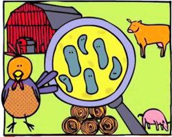 Campania BEUC pentru a reduce antibioticele in randul animalelor de ferma