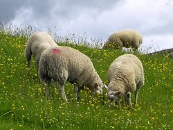 Cerinte nutritionale la oi: proteine, energie, apa