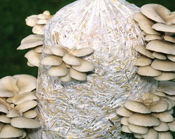 Pleurotus – ciuperci putin cunoscute