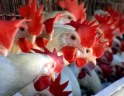 Aparitia celui de-al treilea focar de gripa aviara in Olanda