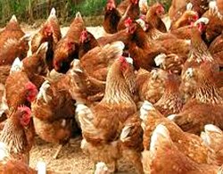 Influenta Gripa Aviara transmitere combatere