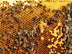 Inmultirea roirea albinelor2