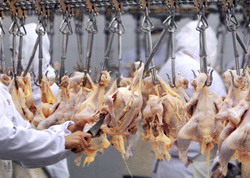 Investitori chinezi interesati de avicultura romaneasca