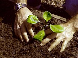 Pregatirea noului sezon legumicol