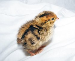 Pui de prepelita o initiativa care poate deveni o afacere de succes