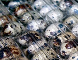 Pui si oua de prepelita-idee de afaceri