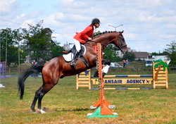 Rase de cai Calul de sport romanesc