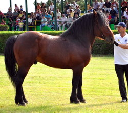 Rase de cai Semigreu romanesc