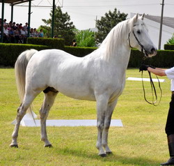 Rase de cai Shagya araba