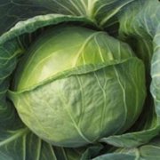 Seminte de varza Delight Ball F1