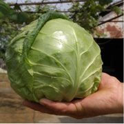 Seminte de varza Tiara F1