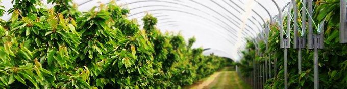 Solarii legumicultura 3